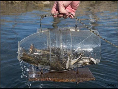 Survival Minnow Trap  Hope in a Hotter Time